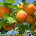 Apricots on a branch