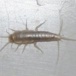 White bugs in the bathroom: what kind of beast and how to deal with it?