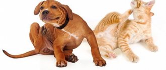 fleas on cats and dogs