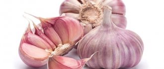 garlic properties
