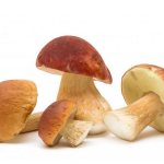 Чистка и обработка белых грибов