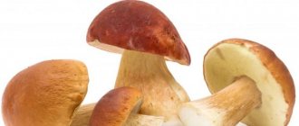 Чистка и обработка белых грибов