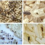 how to get rid of weevils in an apartment