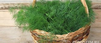 If the dill harvest is successful, you need to think about its further storage
