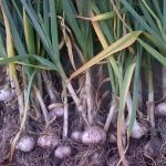 Photo of dug up garlic