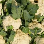 How to store cauliflower, where is the best place?