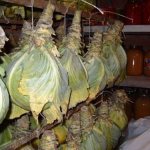how to store cabbage in the cellar in winter