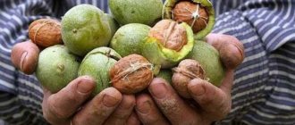 How and with what to wash your hands of walnuts: effective methods