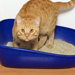 How to clean a cat&#39;s litter box so there is no smell