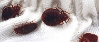 How to repel bedbugs using different scents: what scents do insects hate?