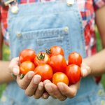 как приготовить маринованные помидоры