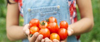 как приготовить маринованные помидоры