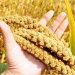 how millet grows