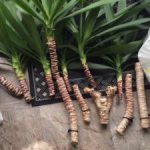 How to propagate yucca from cuttings?