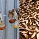 How to dry mushrooms at home