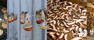 Как сушить грибы в домашних условиях