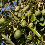 how to choose a ripe avocado