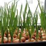 how to grow green onions on a windowsill