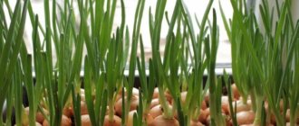 how to grow green onions on a windowsill