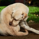 How to remove fleas from dogs?