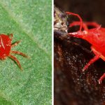 When spider mites attack: methods of pest control in the garden and at home
