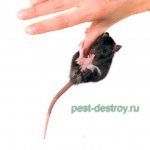 Крыса на пальце