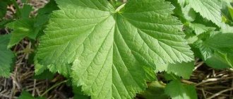currant leaves