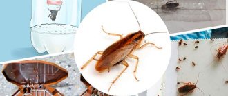 Cockroach traps