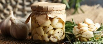 Pickled garlic not only improves the taste of dishes, even after heat treatment it retains beneficial substances, helps improve digestion and strengthen the immune system.