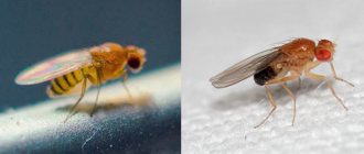 Drosophila fly female and male - comparison