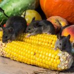Мышки портят урожай