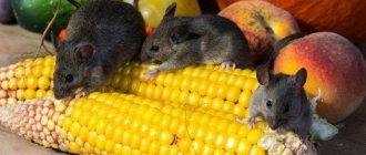 Mice spoil the harvest
