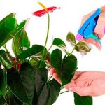 spraying-anthurium-photo