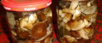 Hot pickled honey mushrooms