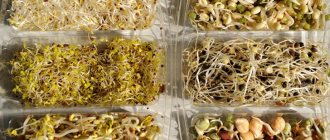 Sprouted seeds of various cereals