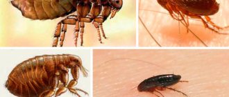 how long do fleas live