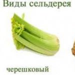celery varieties