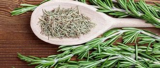 Fresh and dried rosemary