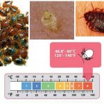 Bedbug death temperature