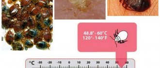 Bedbug death temperature