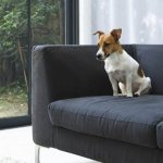 remove dog urine smell from sofa