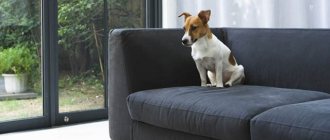 remove dog urine smell from sofa