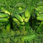 Choosing the right cucumbers for pickling