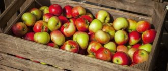 Яблоки используют для приготовления разных блюд